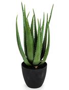 Artificial Aloe Vera in Pot (H33xD32cm)