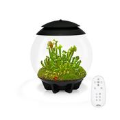Biorb Air 30 Terrarium With Black Lid