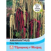 Amaranthus 'Pony Tails'