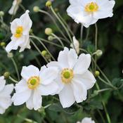 Anemone x Hybrida 'Honorine Jobert' | Japanese anemone image