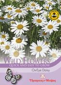 Little Miss Hug Ox Eye Daisy