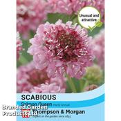 Scabious 'Salmon Queen' image