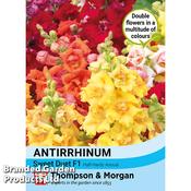 Antirrhinum 'Sweet Duet Series'