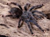 Guyana Pinktoe Tarantula | Avicularia avicularia