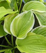 Hosta 'Fragrant Bouquet' 2L image