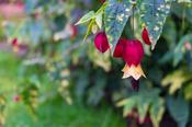Abutilon megapotamicum 'Variegatum' 3 Litre image