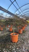 Acer Palmatum Dissectum Inabashidare 100-125cm Half Standard 55 Litre