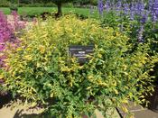 Agastache Summerlong  'Lemon' 2L image