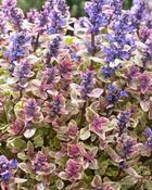 Ajuga Princess Nadia 9cm image