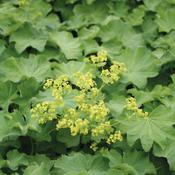 Alchemilla Mollis 'Thriller' image