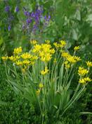 Allium Moly 2L image
