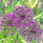 Allium 'Magic' 3 Litre