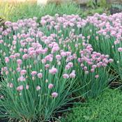 Allium schoenoprasum (Chives) P9