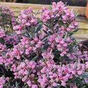 Andromeda Polifolia 'Blue Ice'