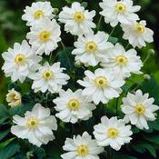 Anemone x h. 'Whirlwind' 3L image