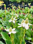 Anemopsis californica P9