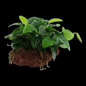 Anubias Barteri Nana on Lava Stone image
