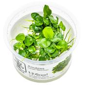 Anubias barteri 'Mini Coin' 1-2 Grow image