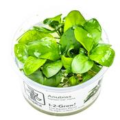 Anubias barteri nana 1-2 Grow image