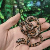 Apalachicola King Snake High Red
