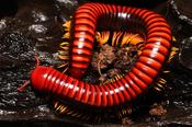 Aphistogoniulus cf. corallipes Millpede image