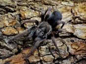 Aphonopelma sp. el Grullo, Jalisco (S)