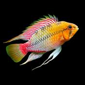 Apistograma hongsloi i red-gold 3-4cm image