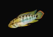 Apistogramma Baenschi-Inca 3-4cm