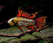 Apistogramma Cacatuoides Double 5.5-6cm image