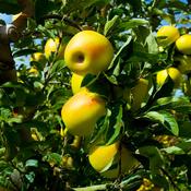 Apple 'Golden Delicious' 10 Litre