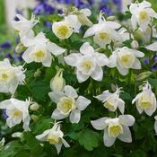 Aquilegia Spring Magic White 9cm image