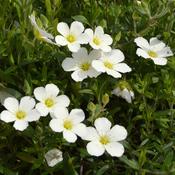 Arenaria White 9cm image