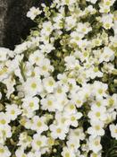 Arenaria Blizzard Compact White 9cm