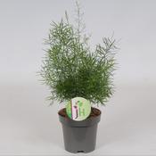 Asparagus dens. 'Sprengeri' P12
