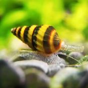 Assassin Snail | Anentome helena (L)