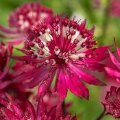 Astrantia m. 'Magical Red' 2L image