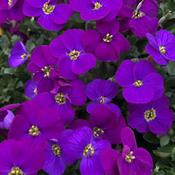 Aubrieta Audrey Purple Shades 9cm