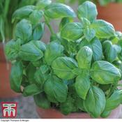 Basil 'Sweet Green'