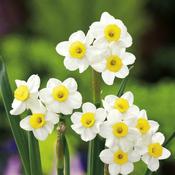 Daffodil Narcissus 'Minnow' (30 Pack) image