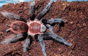 Veracruz Red-rump Tarantula (Tliltocatl ex. Brachypelma kahlenbergi) Small