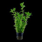Bacopa Caroliniana image