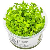 Bacopa Caroliniana 1-2 Grow image