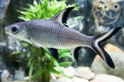 Bala Shark 4"