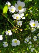 Baldellia ranunculoides | Lesser Water-Plantain Buttercup P9