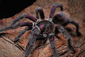 Bayahibe Tarantula (Phormictopus sp. “Bayahibe”) s