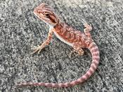 Bearded Dragon Red Monster Baby