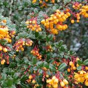 Berberis darwinii 3 Litre image
