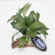 Betta Choice 4" Geen Hygrophila Plastic Plant