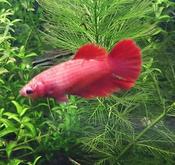 Betta spl. female | crowntail mix 3-4cm