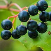 Blackcurrant 'Ben Nevis' | Ribes nigrum image
